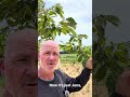 Early season #chestnuts in June #farming 