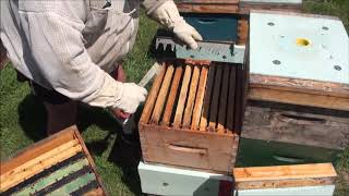 Bottom supering - That Bee Man