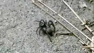 Unusual spider in North Idaho