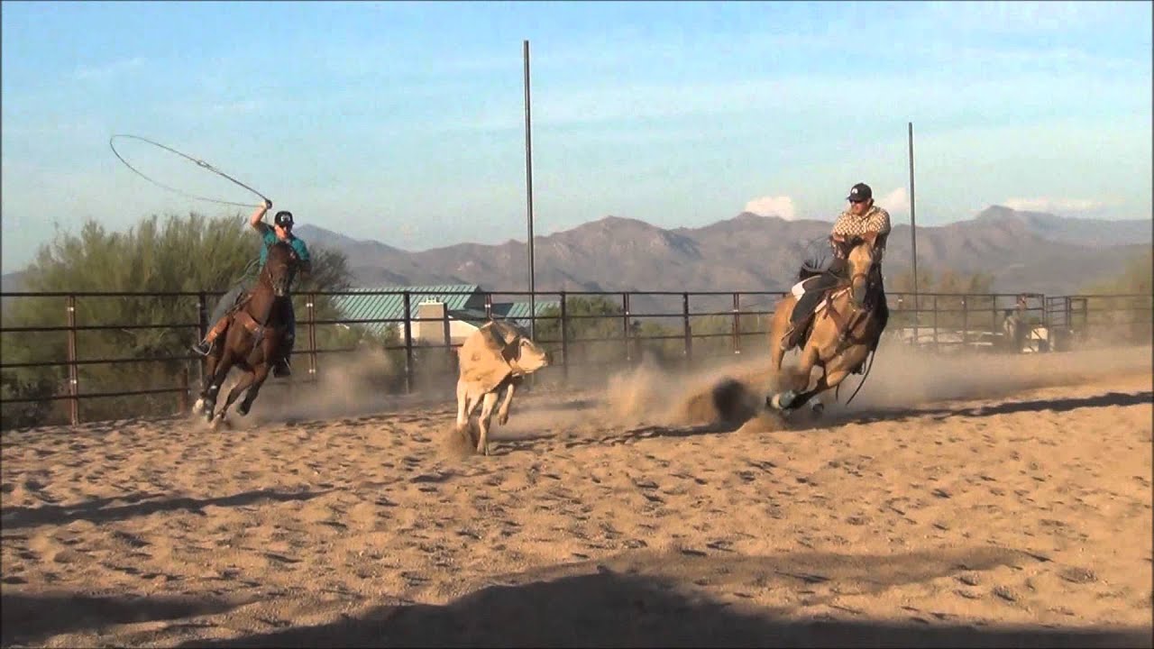 HEAD HORSE FOR SALE YouTube