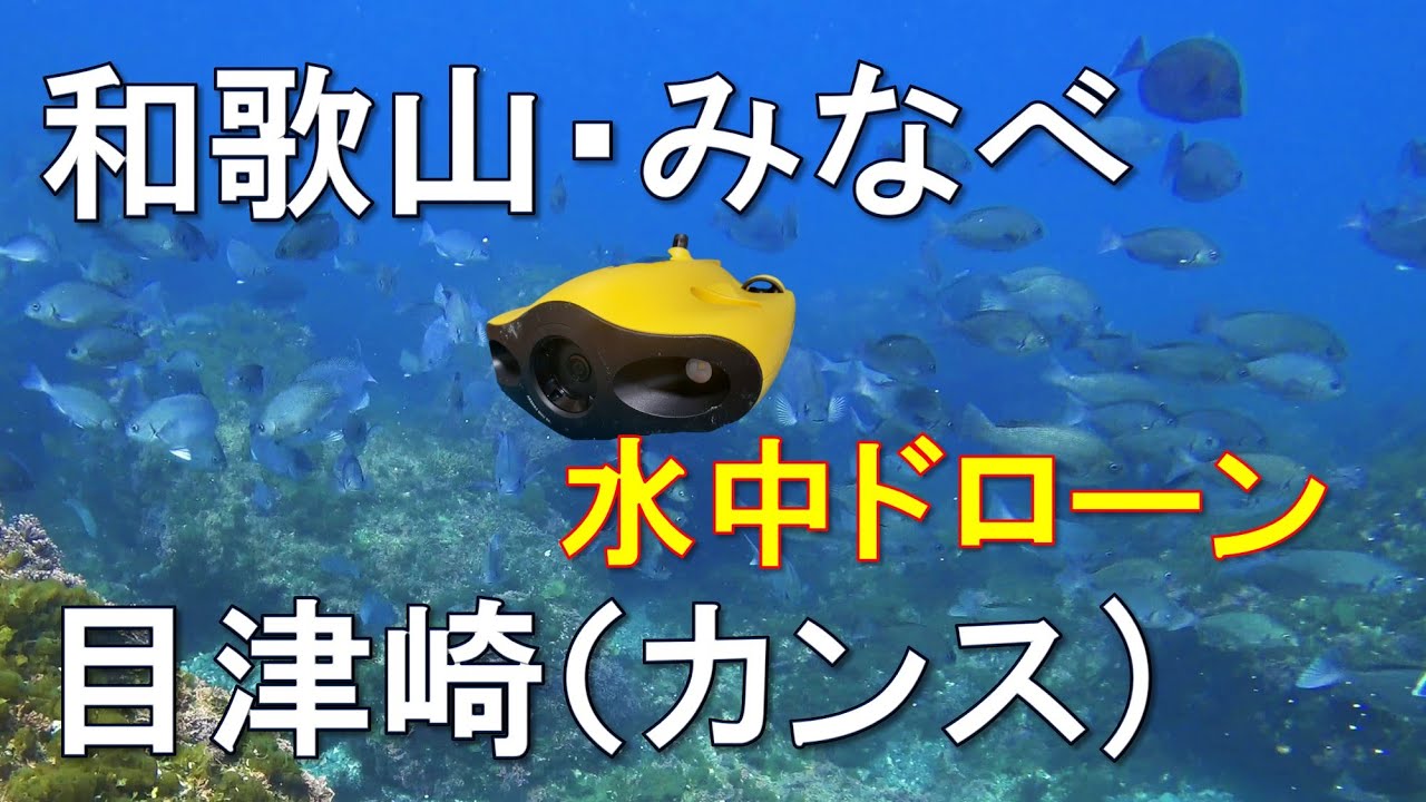 目津崎・カンス（和歌山・みなべ町）、4K水中ドローンで探索[ROV