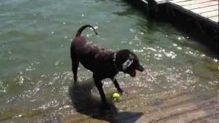 Last Dock Diving With Maggie