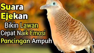 Perkutut Lokal Gacor Suara Besar Bikin Lawan Cepat Naik Emosi  Langsung Nyaut (💯%AMPUH)