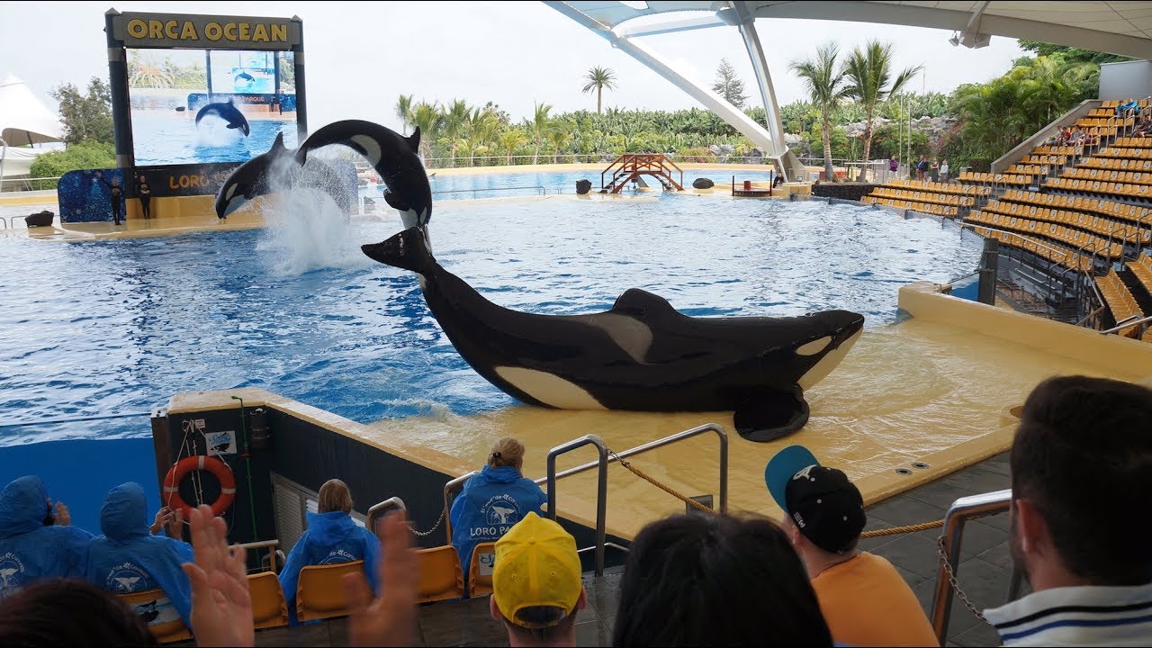 Orki - Loro Park - Teneryfa