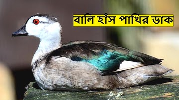 বালি হাঁস পাখির ডাক রিংটোন | Bali Hans Pakhir Dak | Cotton Pygmy Goose Bird Sound @wildindiamit​