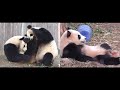 Mei &amp; Qi Ji fun morning catching toes, pouncing, boxing &amp; wrestling together!🐾💥🐼💫💕