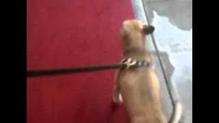 @reyeuro [http://twitvid.com/JKDQB - Benny's red carpet ...]