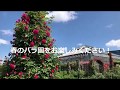 バラ園の今ー2020年5月7日ー　つるバラがいい感じになってきました♪