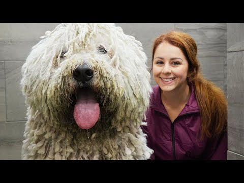 The LONGEST groom I've EVER done! | The Komondor Dog