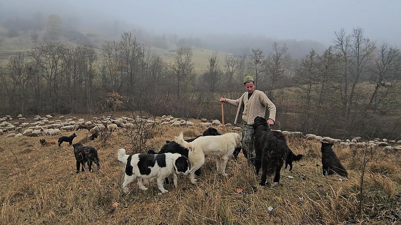 FARA CAINI NU AI CE CAUTA AICI! BACIUL VASILE NE EXPLICA TACTICA LUPILOR CAND DAU ATACUL LA OI.