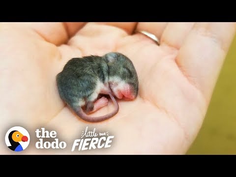 Tiny Baby Mouse Found Tucked Into Blankets | The Dodo Little But Fierce