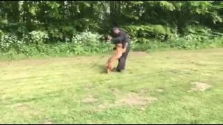 DefenderDogs Fearless