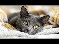 Playlist(cat purring) - Cozy Cat Moments in Snowy Bliss 🐾❄️