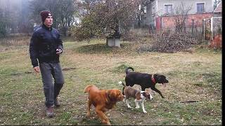 Обучение на команда ЕЛА на 3-годишен Лабрадор // Индивидуално обучение // Обучение на команда ЕЛА на 3-годишен Лабрадор // Индивидуално обучение //