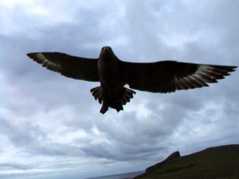 Long Bonxie attack.AVI 