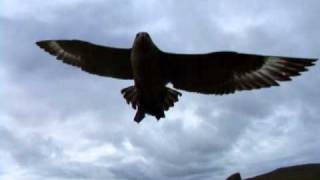 Long Bonxie attack.AVI