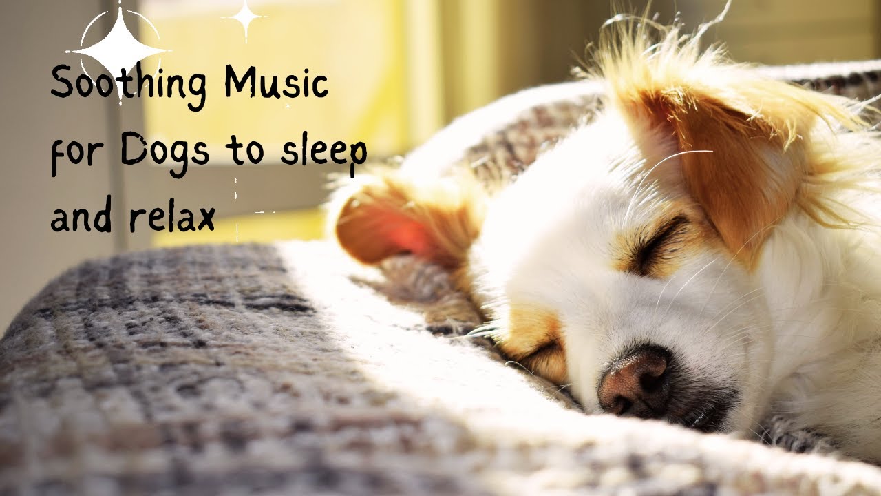 "Soothing Music for Dogs to Relax and Sleep Calming Dog Music for Anxious Puppies" YouTube