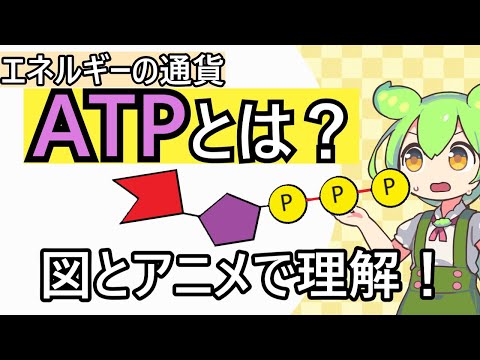 【生物基礎】ATP！意味・構造・働きをやさしく解説