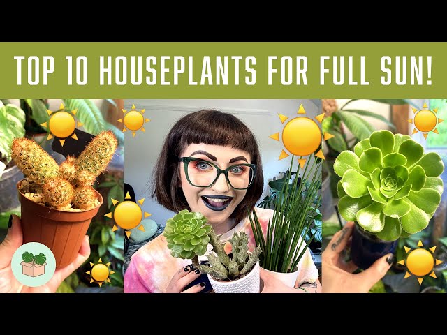 plant fertilizer indoor Espoma Indoor! Organic Fertilizer for Healthy Plants