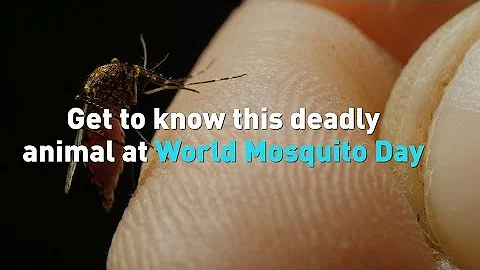 Get to know this deadly animal at World Mosquito Day