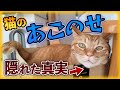 猫の「あごのせ」隠れた心理