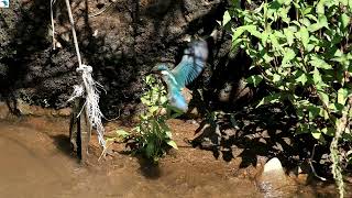 3058#カワセミ#巣立ち#境川#Kingfisher#fledging#20180905#7／9