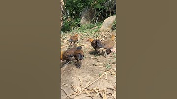 gà rừng con siêu phẩm.me nyuam qaib dib zoo nkauj