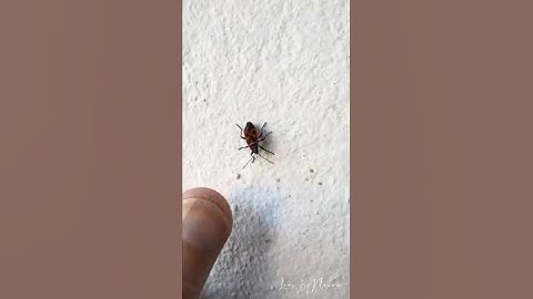 Firebug: The insect with the warning colors! ⚠️