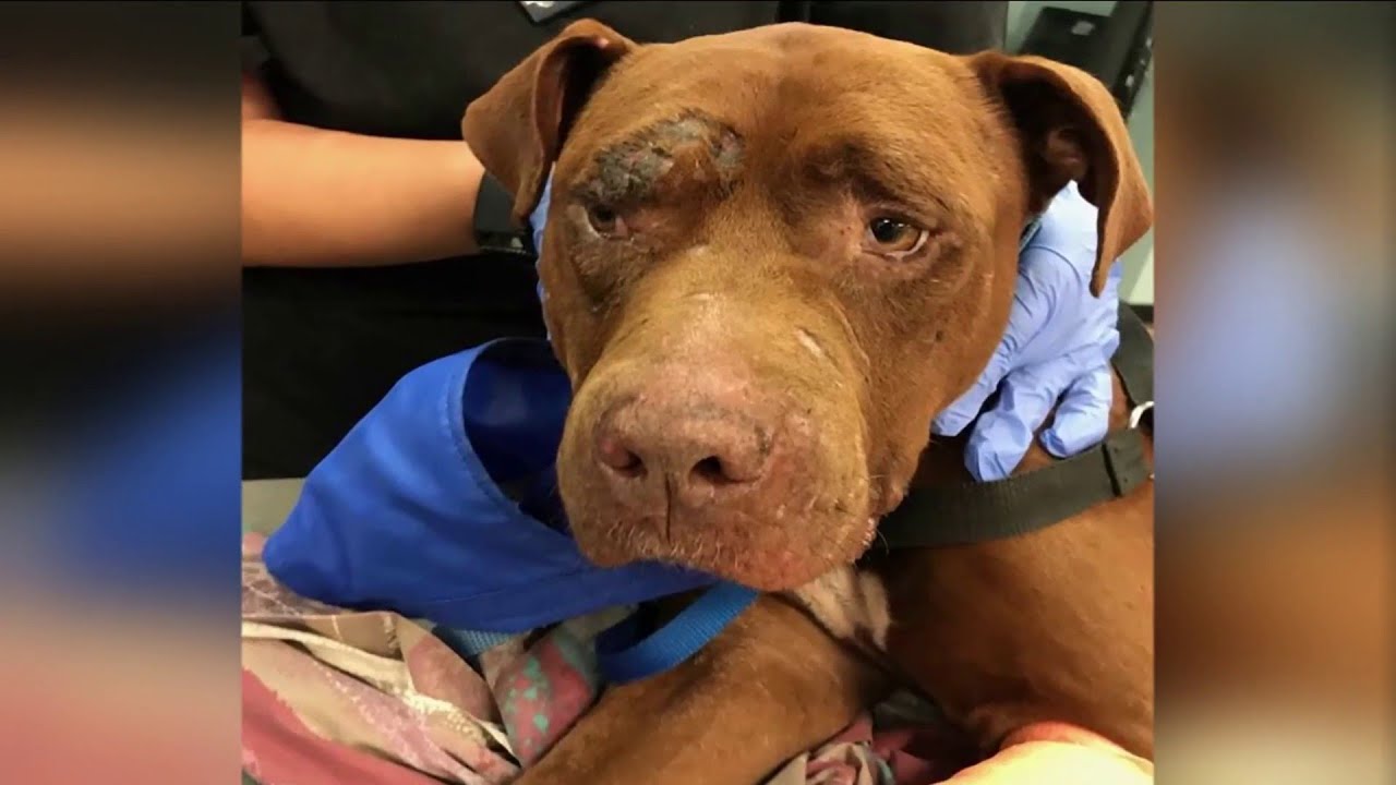 Dog left for dead makes miraculous recovery - YouTube
