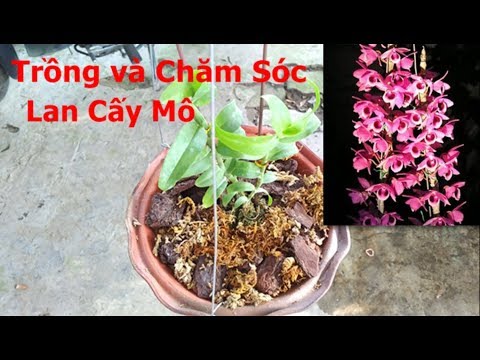 Chia sẻ cách trồng và chăm sóc lan cấy mô | Foci