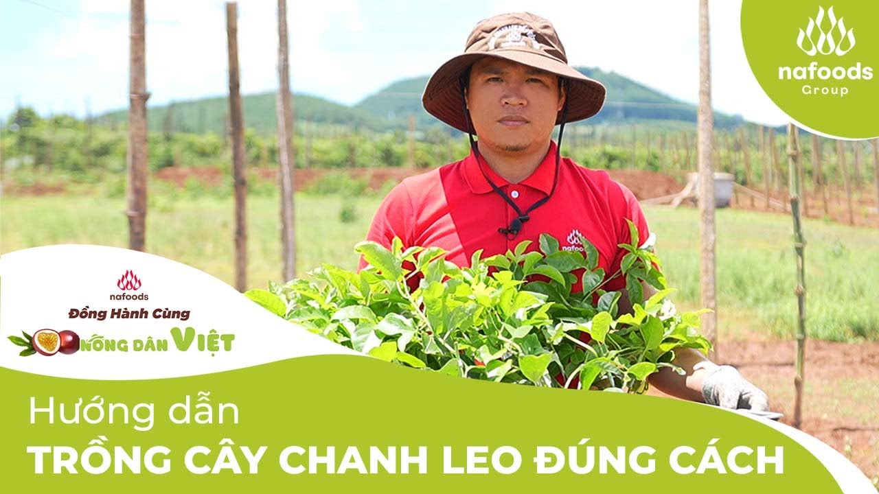 Hướng dẫn trồng cây chanh leo đúng cách