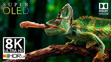 Ultimate OLED 8K Ultra HD Nature Animal Demo | Dolby Vision HDR10+ 120fps | 8K & 4K TV Test