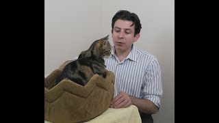 How to care for an older cat Part 3 of 3