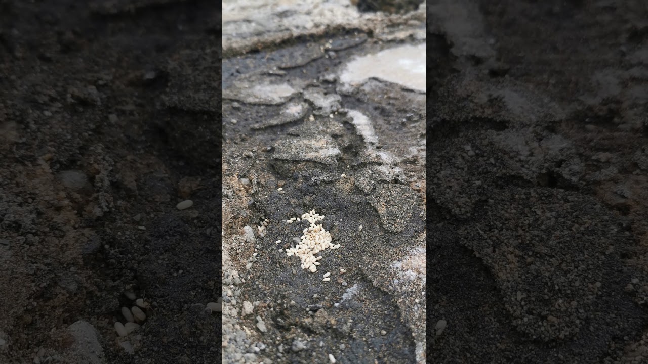 Ant film - Disrupted landscapes 