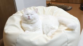 人ダメソファに同化してしまったモフ猫…。