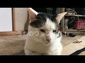 「猫の惑星」打首獄門同好会様MVにうちのワッフル(1歳・♂)が出演!