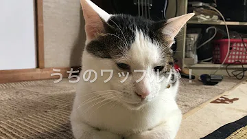 打 首 獄門 同好 会 猫 の 惑星 打首獄門同好会のメンバープロフィール 年齢 出身地 人気曲は Docstest Mcna Net 打 首 獄門 同好 会 猫 の 惑星 打首獄門同好会のメンバープロフィール 年齢 出身地 人気曲は Docstest Mcna Net