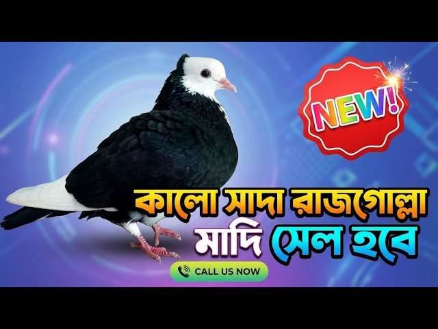 কালো সাদা রাজগোল্লা মাদি কবুতর