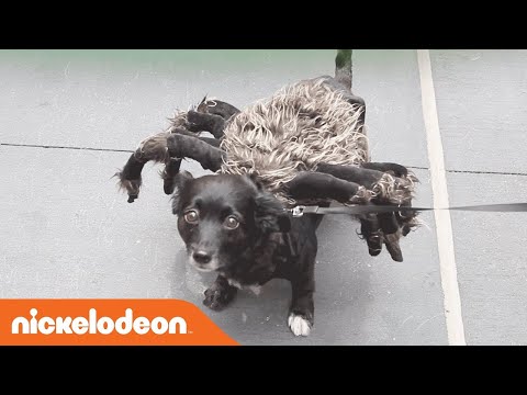 how-to-prank-|-spider-dog-prank-|-nick