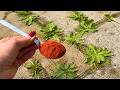 Just 1 TABLESPOON of this! Weeds DRY UP like they were hit with STRONG HERBICIDE (GENIUS)