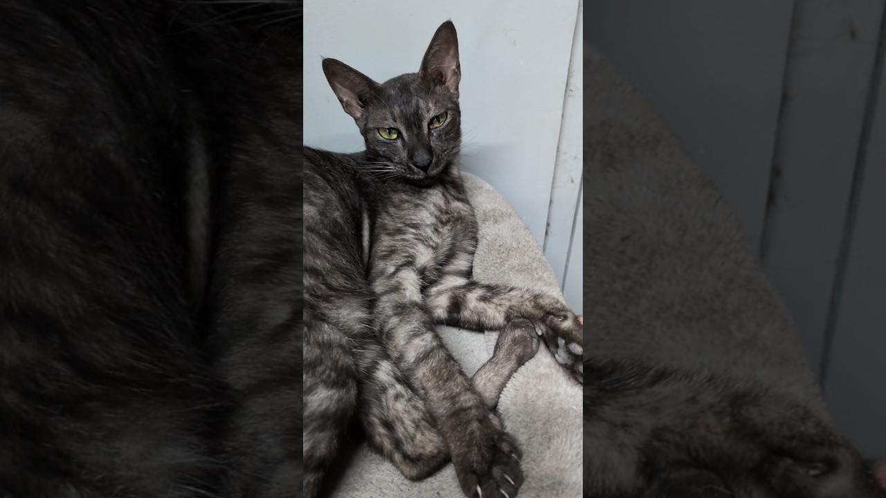 Just my pawrents adoring me #cat #catlover #catdaily #purr #purrpurrpurr #kawaii