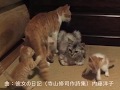 驚愕！ある日、野良猫チコが５匹の子猫を連れてやってきた！2017年7月 (6.18生まれ)ミヨコと里子にいった子猫たち誕生物語