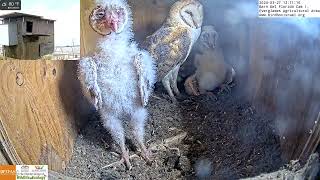 Barn Owl Nestlings Cute & Sleepy: Standing Tall Before Napping