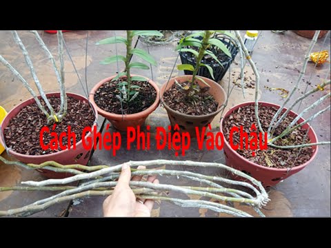 Chia Sẻ Cách Trồng Phong Lan Phi Điệp (Giã Hạc) Trong Chậu Đảm Bảo | Foci