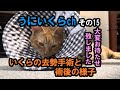 うにいくらch　その１５　いくらの去勢手術と術後の様子（※大変永らくお待たせ致しました。）