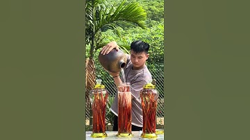 Sâm Cau Đỏ Bí Mật Rừng Sâu Ai Cũng Biết… #hieuruoungam #viralvideo #xuhuongyoutube #ruoungon