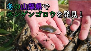 Encountering a Japanese beetle in winter in Yamanashi Prefecture