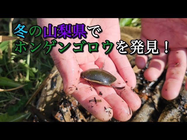 Encountering a Japanese beetle in winter in Yamanashi Prefecture