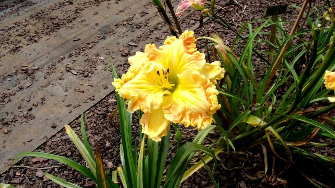 ARCHANGEL ARIEL – Ladybug Daylilies