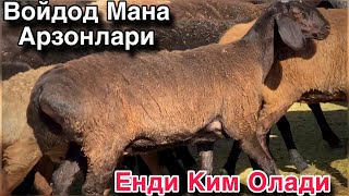 картинка: Нархлар Ер Билан Битта Булди! Тухли Куйларни Кучкор Куйилгани! 